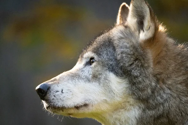 Nahaufnahme Eines Wolfes Einem Zoo Auf Verschwommenem Hintergrund — Stockfoto