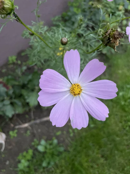 Uma Vista Superior Uma Bela Flor Cosmos — Fotografia de Stock