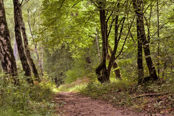 Ένα Βρώμικο Μονοπάτι Στο Καταπράσινο Δάσος Μια Ηλιόλουστη Μέρα — Φωτογραφία Αρχείου