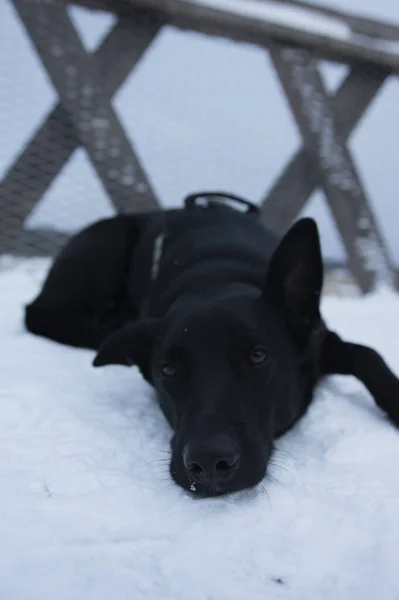 Colpo Verticale Cane Nero Nella Neve Una Giornata Invernale — Foto Stock