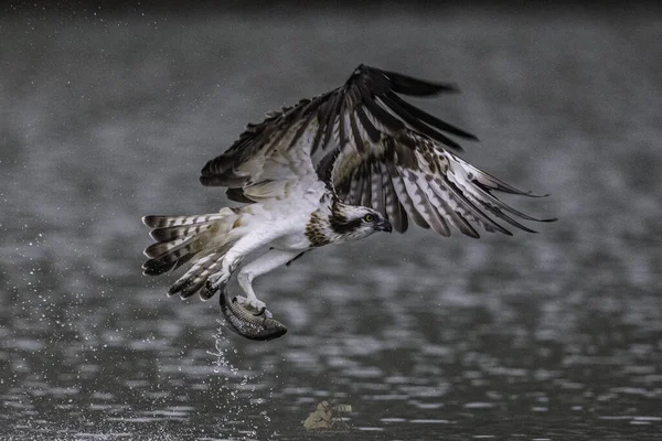 Schöne Aufnahme Eines Fischadlers Der Sich Tagsüber Bewegung Befindet — Stockfoto