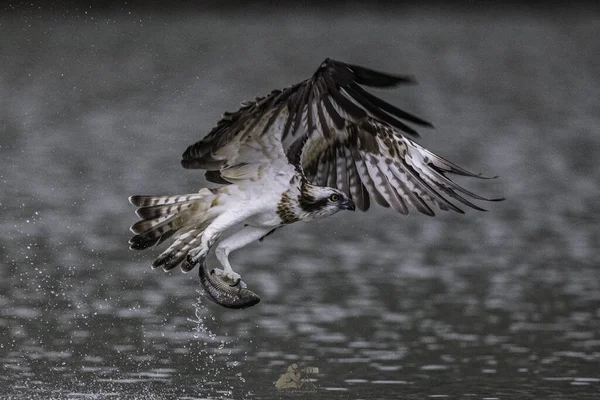 Belo Tiro Uma Ospreia Movimento Durante Dia — Fotografia de Stock