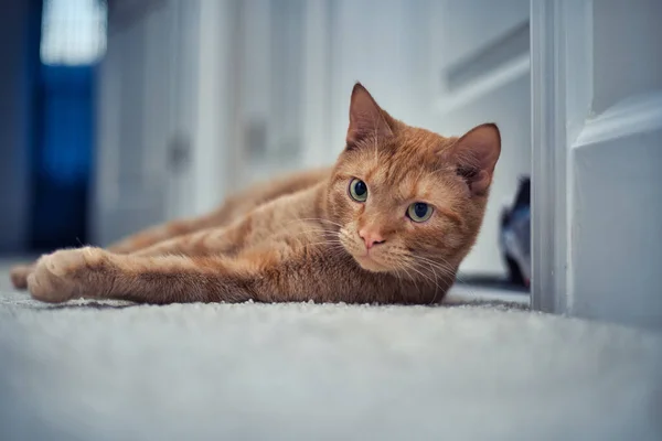 Close Gato Bonito Laranja Tabby Deitado Chão — Fotografia de Stock