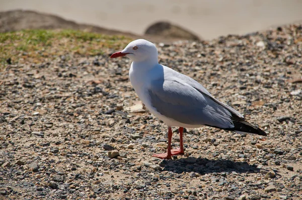Closeup Shot Seagull Standing Day — Stock Photo, Image