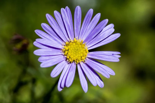 Foyer Sélectif Une Fleur Marguerite Lilas Aster Poussant Dans Champ — Photo