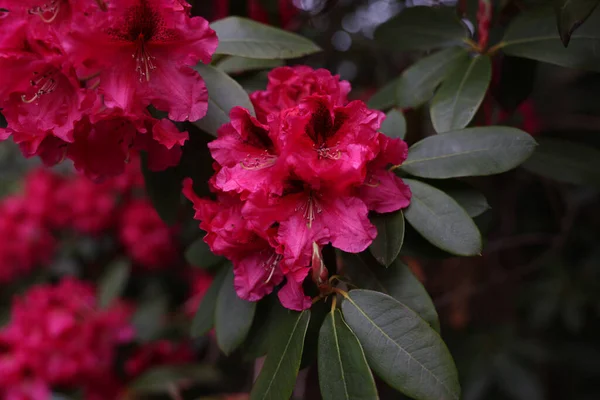 Крупним Планом Рожеві Квіти Рододендрона Ростуть Саду — стокове фото