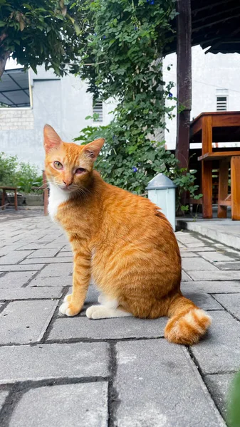 Vertikální Záběr Zázvorové Kočky Ulici — Stock fotografie