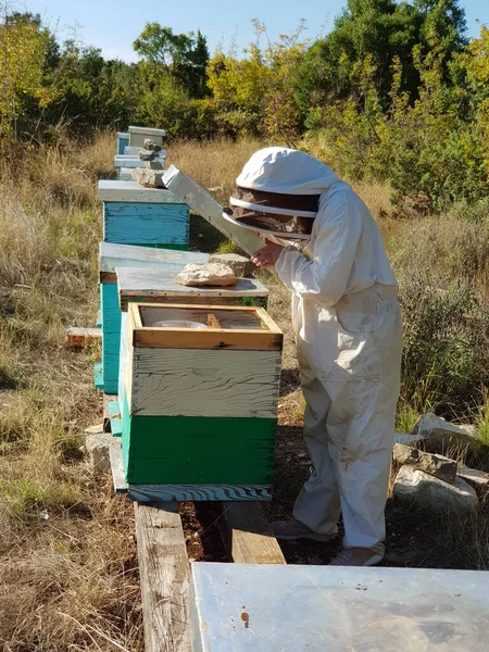 Apiculteur Collecte Miel Dans Une Zone Rurale — Photo