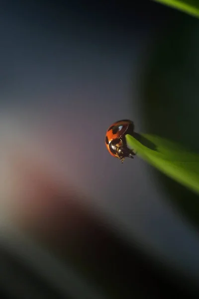 Karanlık Bulanık Arka Planda Sevimli Bir Uğur Böceğinin Yakın Çekimi — Stok fotoğraf