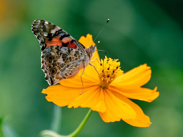 フィールド内の黄色の庭のコスモスの花にヴァネッサCardui蝶の閉鎖 — ストック写真