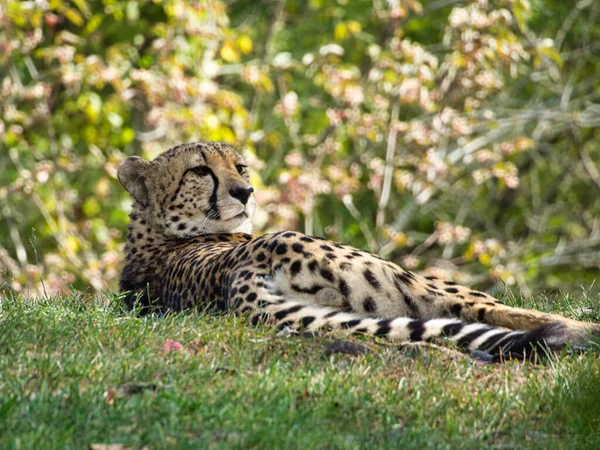 Close Javan Leopardo Kansas City Zoo Kansas City Missouri — Fotografia de Stock