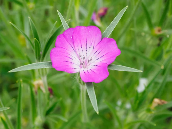 Vista Milho Cockle Agrostemma Githago Flor Roxa — Fotografia de Stock