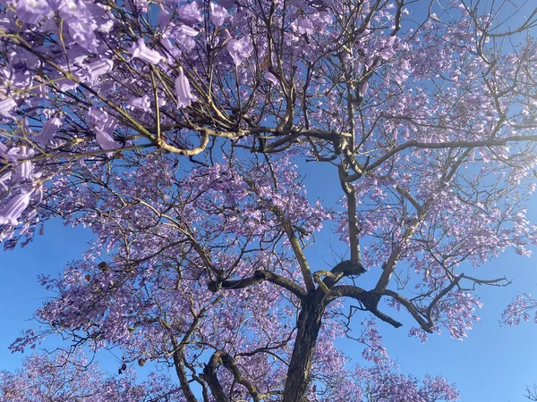 Прекрасна Джакаранда Мімосіфолія Тропічне Дерево Красивими Квітами Лісабон Португалія — стокове фото
