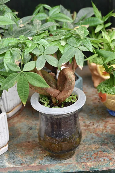 Ein Selektiv Einer Grünen Pachira Pflanze Einem Topf — Stockfoto