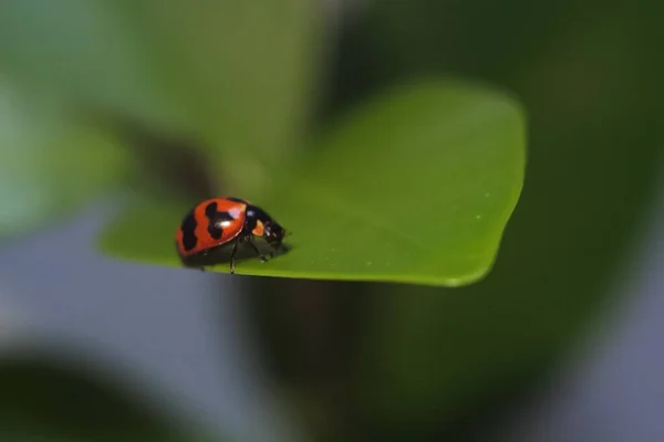 一只孤独的瓢虫在绿叶上爬行 — 图库照片