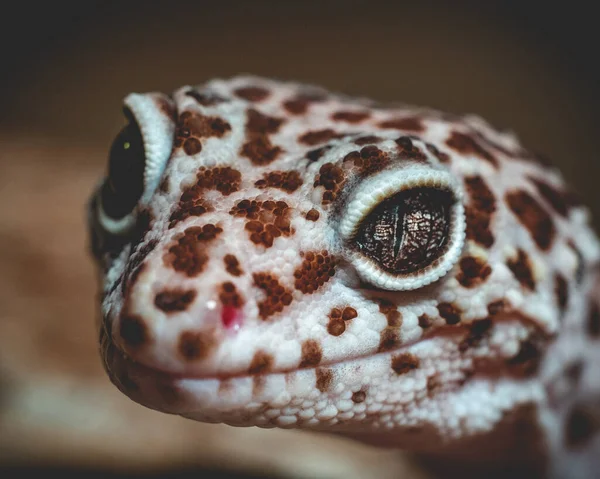 Een Close Shot Van Een Kop Van Een Slang Een — Stockfoto