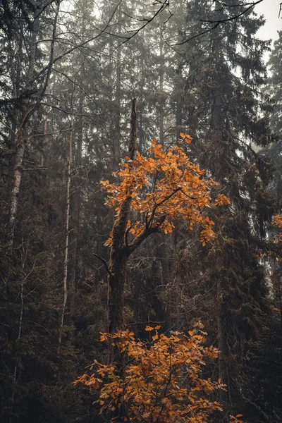 Вертикальный Снимок Дерева Оранжевыми Листьями Посреди Елового Леса — стоковое фото