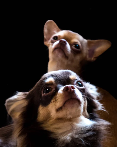 Closeup Shot Two Chihuahua Puppies Dark Background — Stock Photo, Image