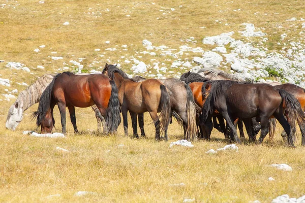 Los Caballos Las Montañas Día Soleado —  Fotos de Stock