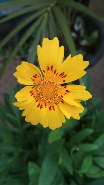 Pionowy Strzał Coreopsis Kwiat Dorastający — Zdjęcie stockowe