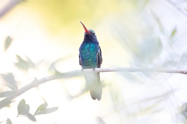 一只五颜六色的宽嘴蜂鸟栖息在树枝上的特写镜头 — 图库照片