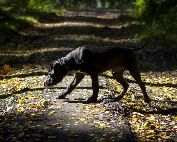 Φωτογραφία Ενός Σκύλου Amstaff Κουτάβι American Staffordshire — Φωτογραφία Αρχείου