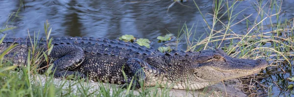 Panoramic Shot Florida Alligator Canal Bank Ave Maria Florida — стоковое фото