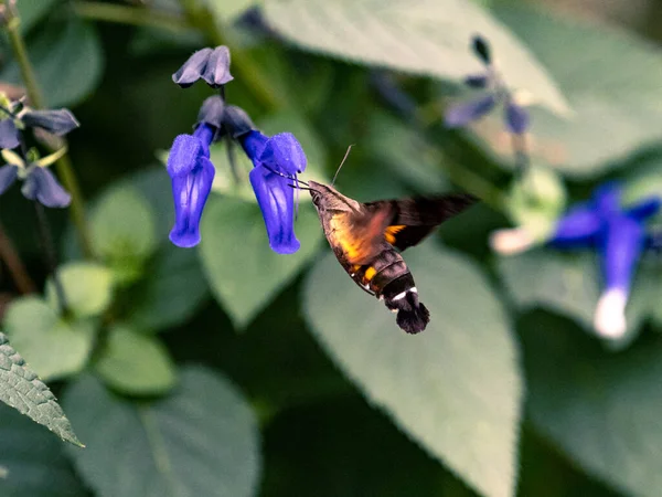 Zbliżenie Maile Pilau Hornworm Ćma Zbierająca Pyłek Kwiatów Polu Wiosną — Zdjęcie stockowe