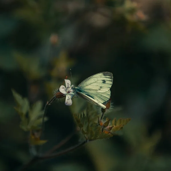 Μια Κάθετη Μακρο Λήψη Μιας Πεταλούδας Λάχανο Ένα Λουλούδι Εξωτερικούς — Φωτογραφία Αρχείου