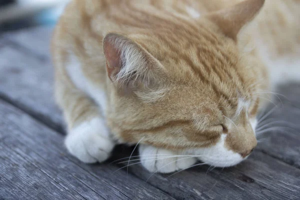 แมวข ลนอนเง บนพ นไม — ภาพถ่ายสต็อก