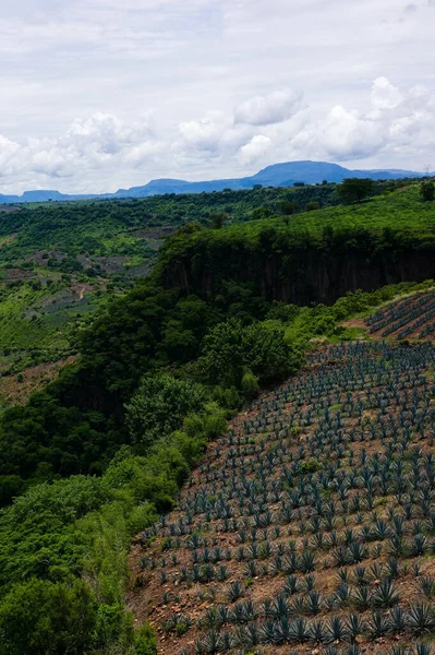 Vertikální Záběr Krásnou Krajinu Velkém Zeleném Poli Vrcholu Hory — Stock fotografie