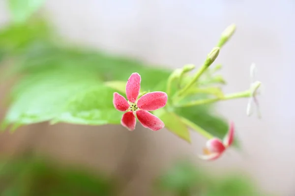 Eine Nahaufnahme Einer Schönen Rosa Blume Die Garten Mit Verschwommenem Stockbild