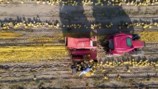 Трактор Вспахивающий Поле Сельскохозяйственных Полей — стоковое видео