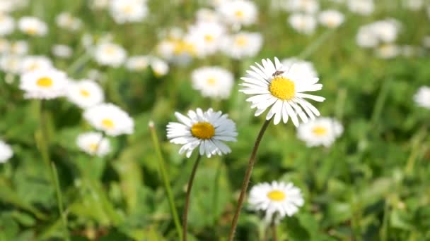草原の白いデイジーの花 — ストック動画