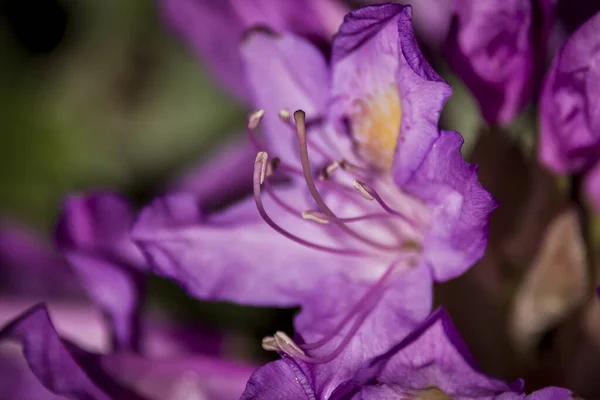 Closeup Blossomed Purple Rhododendron Flower Garden — Stok fotoğraf