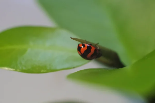 一只孤独的瓢虫爬在一棵绿色植物上的浅浅的镜头 — 图库照片
