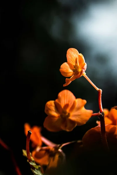 Вертикальний Знімок Помаранчевих Квітів Чорному Тлі — стокове фото