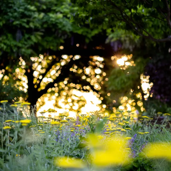 Eine Schöne Aufnahme Eines Waldes Sonnenlicht Dui — Stockfoto