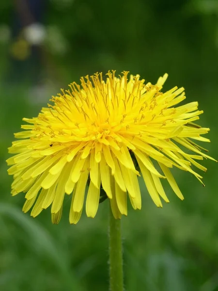 Eine Nahaufnahme Von Gelbem Löwenzahn Taraxacum Blüht — Stockfoto