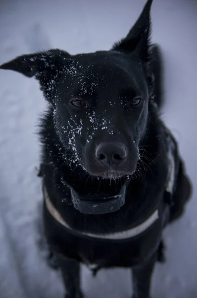 冬の日に雪の中で黒い犬の垂直ショット — ストック写真