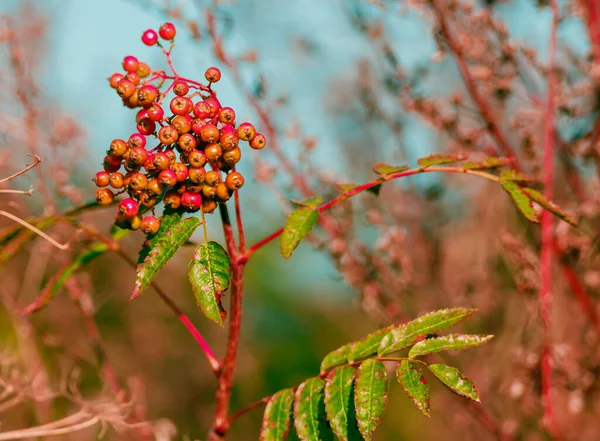 Focus Selettivo Bacche Rowan Nella Foresta — Foto Stock