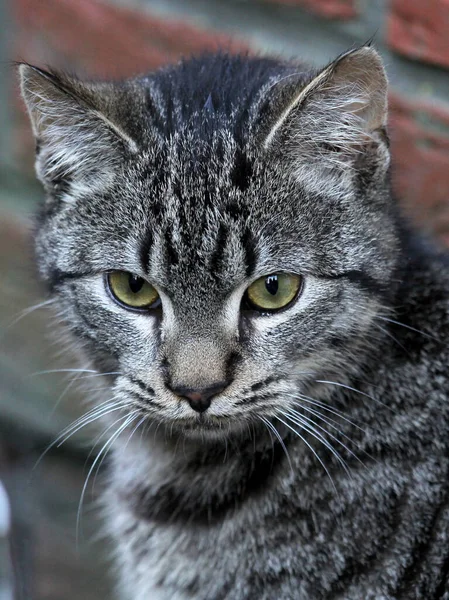 Eine Nahaufnahme Einer Entzückenden Pelzigen Katze — Stockfoto