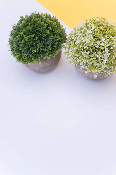 Virágzó Növények Egy Terrakotta Vázában Fehér Virágokkal Fehér Sárga Háttérrel — Stock Fotó