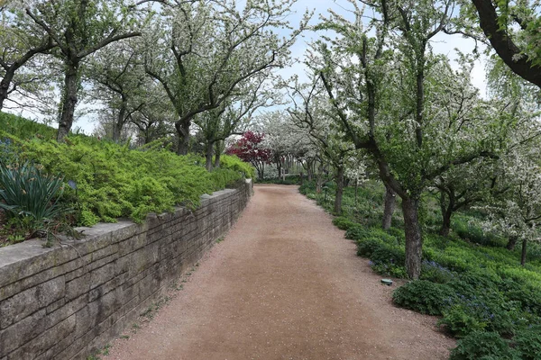 Una Hermosa Vista Los Manzanos Florecientes Parque — Foto de Stock