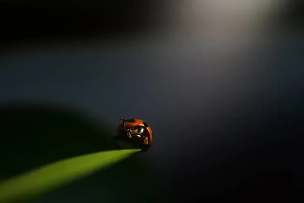 Cute Red Ladybird Dark Blurred Background Copy Space — Stock Photo, Image