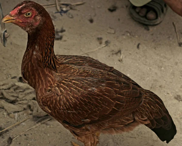 Selective Focus Shot Asil Chicken — Stock Photo, Image