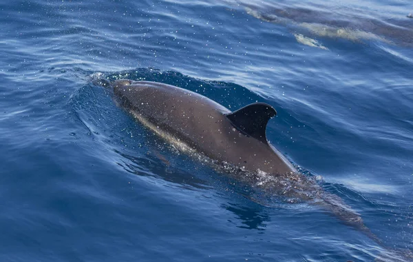 Δελφίνι Που Κολυμπούν Στο Νερό Στην Καντάμπρικα Θάλασσα Στη Βόρεια — Φωτογραφία Αρχείου