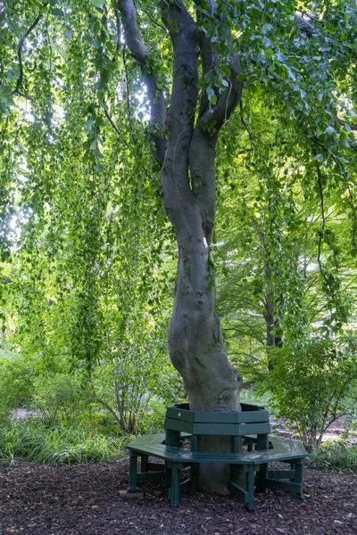 Vertical Shot Bench Green Tree Growing Park — Foto Stock