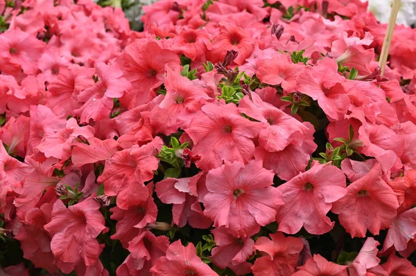 Tiro Perto Uma Bela Flores Vermelhas Florescendo Jardim Dia Ensolarado — Fotografia de Stock