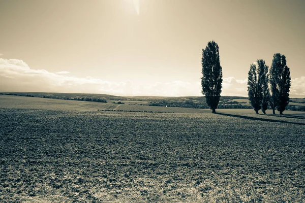 Landscape Lands Trees — Stock Photo, Image